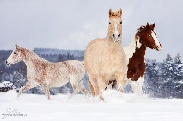 Les chevaux blancs