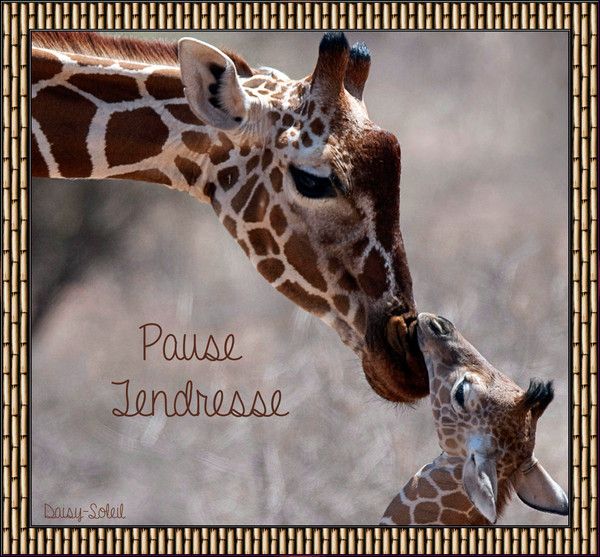 Carte_Pause Tendresse_Girafe et son girafon