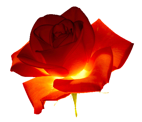 Tube:Roses Rouge avec lumière